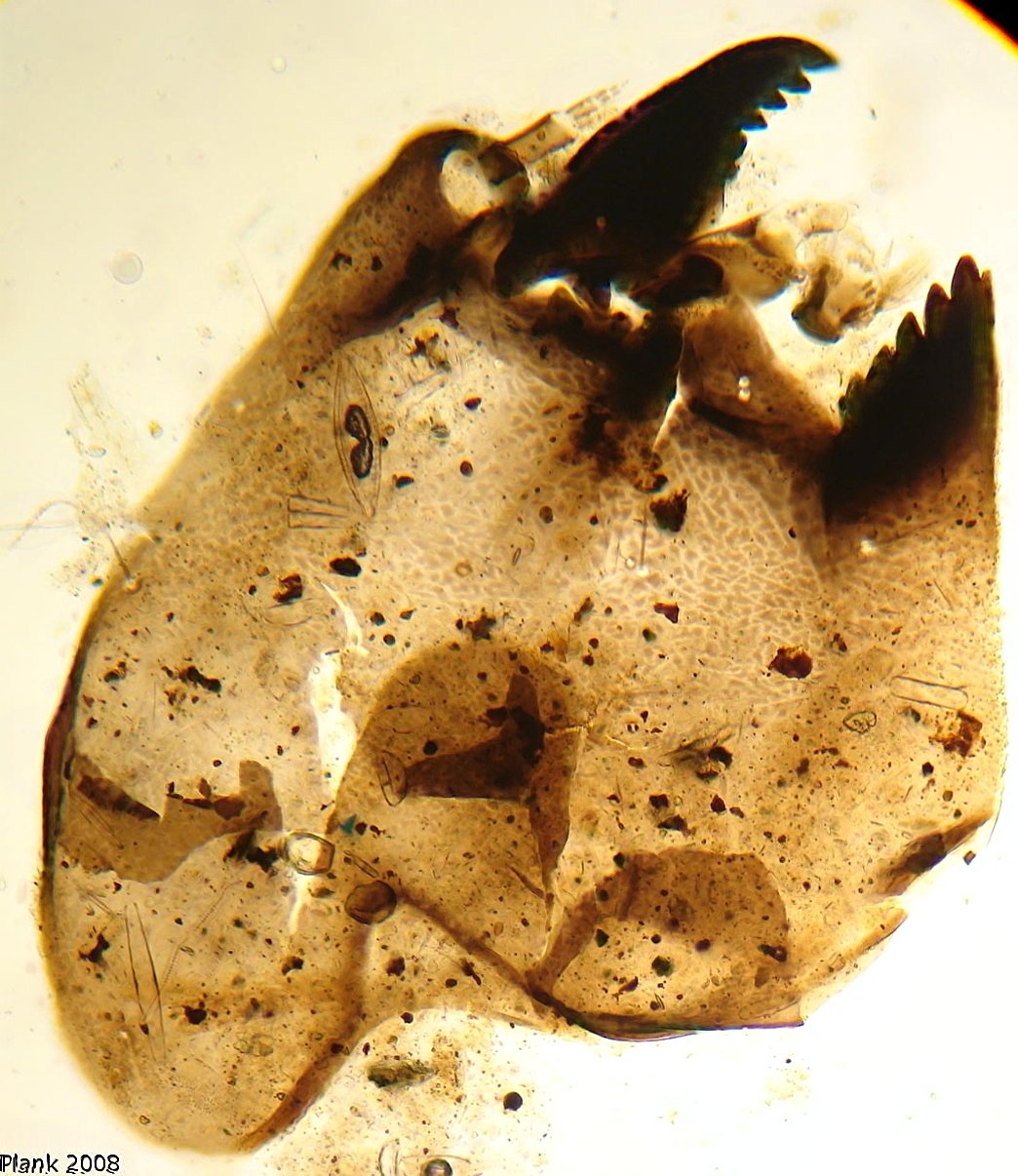 Cricotopus shilovae Zelentsov 1989 (head)