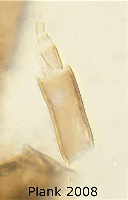 Antenna  (specimen 3)