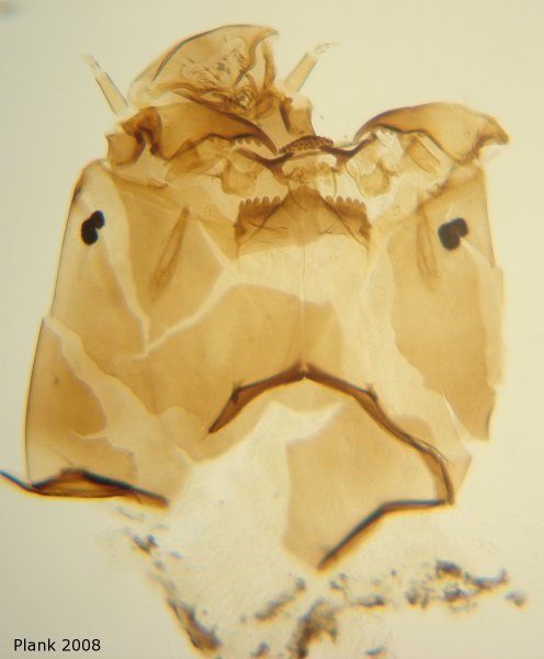 Head of Acricotopus longipalpus