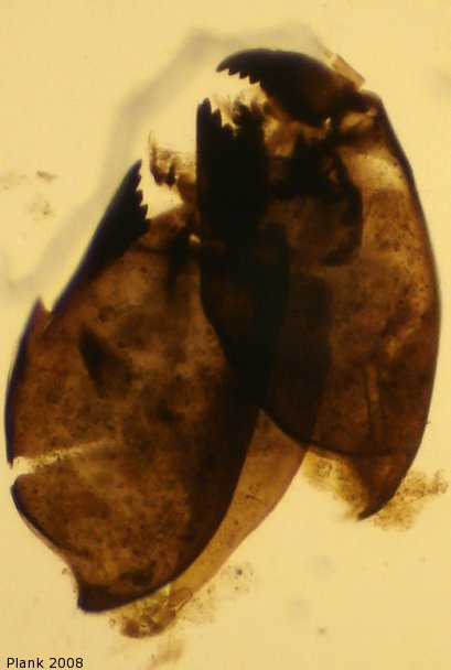 Head of Cricotopus shilovae Zeletsov 1989