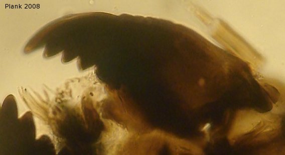 Mandilble of Cricotopus shilovae Zeletsov 1989