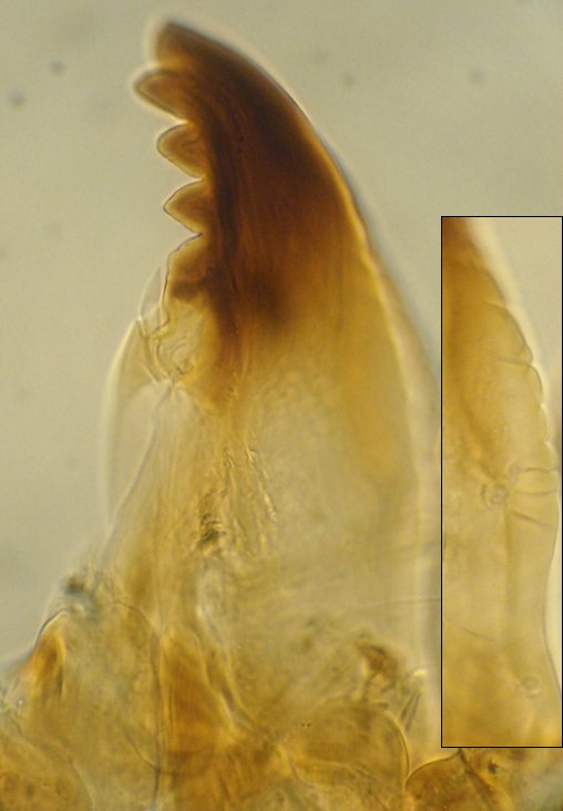 Mandible of Cricotopus sylvestris-gr-indet1