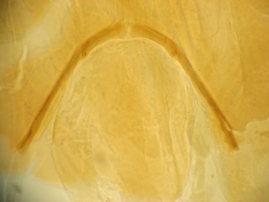 Post occipital margin of Cricotopus sylvestris indet 1