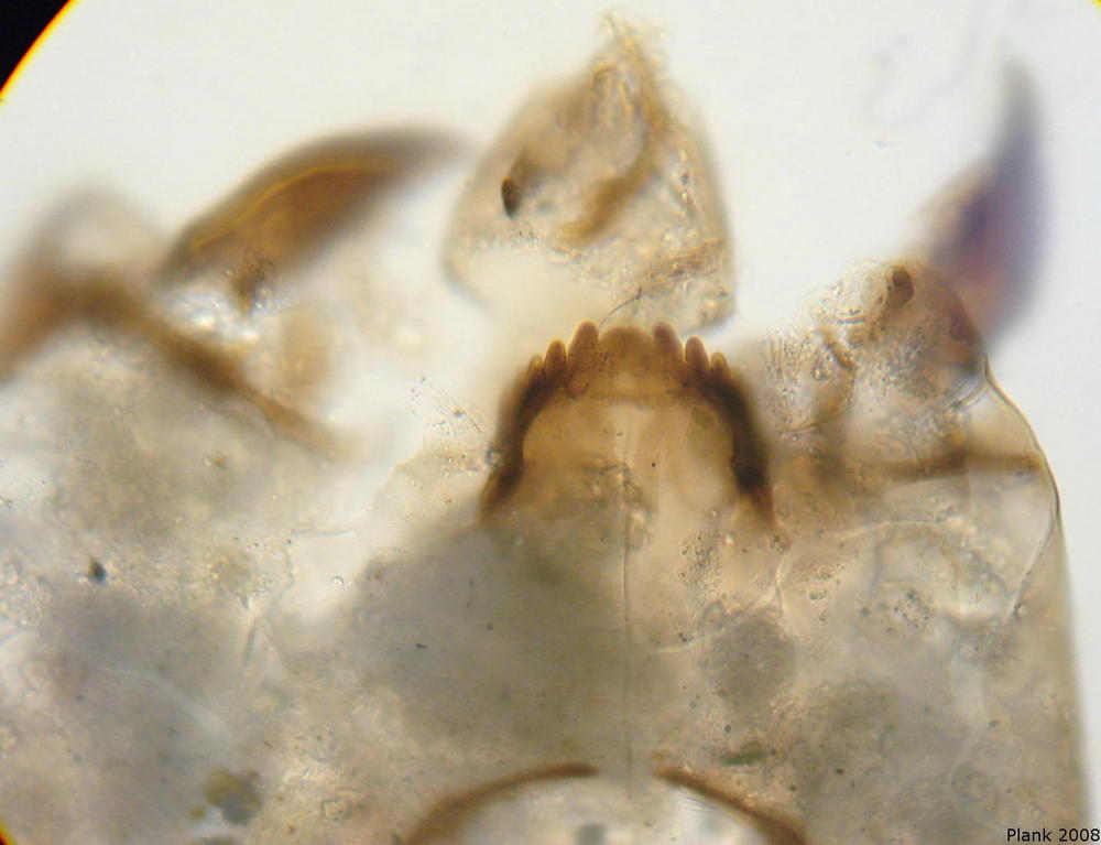 Head of Metriocnemus terrester-type