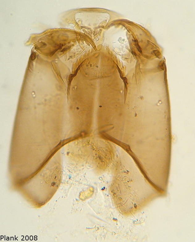 Head of Orthocladius type-S